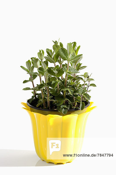 Potted plant of strawberry mint on white background  close up
