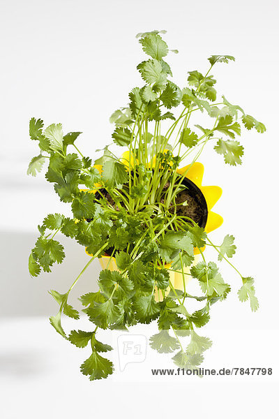 Potted plant of coriander herb on white background  close up