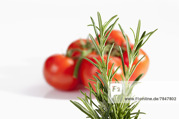Rosmarinkraut mit Tomaten auf weißem Hintergrund  Nahaufnahme