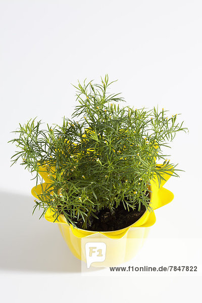 Potted plant of Liquorice herb on white background  close up