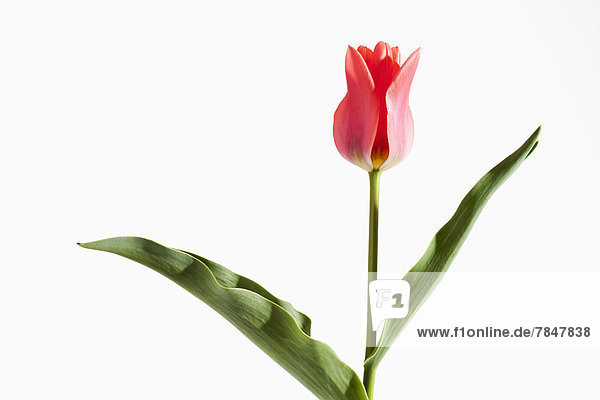 Rote Tulpe vor weißem Hintergrund  Nahaufnahme