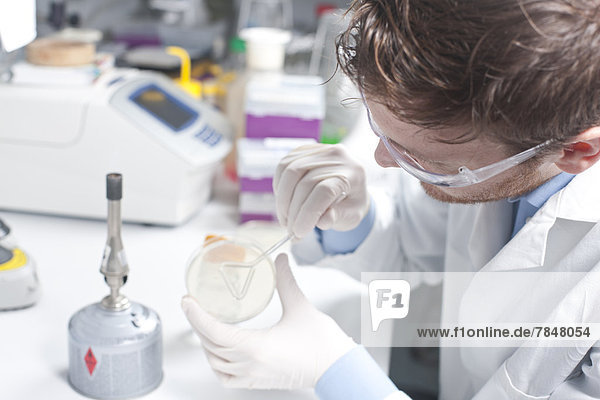 Germany  Young scientist examining bacteria in petri desh