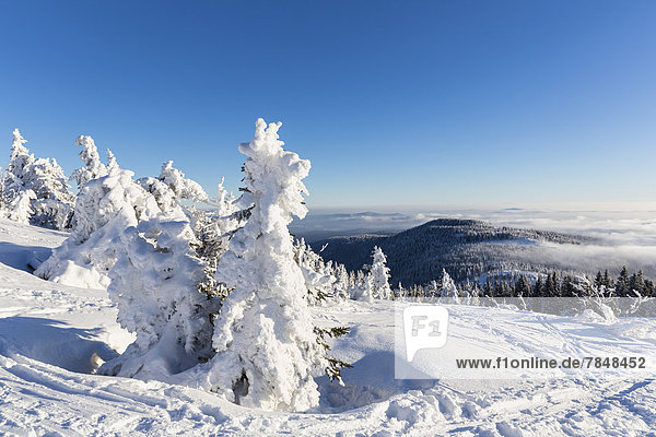 Deutschland  Bayern  Schneebedeckte Bäume im Bayerischen Wald