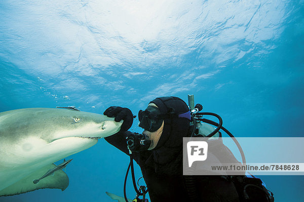 Bahamas  Diver playing with atlantic lemon shark