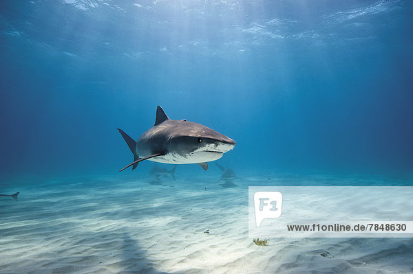 Bahamas  Tiger shark at Bahama Bank