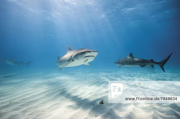 Bahamas  Tiger sharks at Bahama Bank