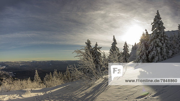 Deutschland,  Bayern,  Blick auf schneebedeckte Bäume im Bayerischen Wald