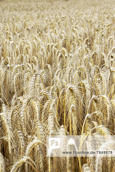 Deutschland  Blick auf das Weizenfeld