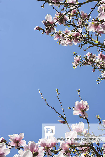 Deutschland  Nordrhein-Westfalen  Magnolienblütenbaum im Frühjahr