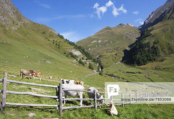 Italy  View of Pfunderer Berge with hiker feeding cow