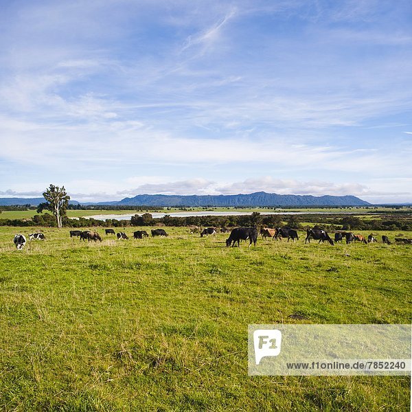 Hausrind  Hausrinder  Kuh  Agrarland  Herde  Herdentier  Pazifischer Ozean  Pazifik  Stiller Ozean  Großer Ozean  neuseeländische Südinsel  Neuseeland  Westküste