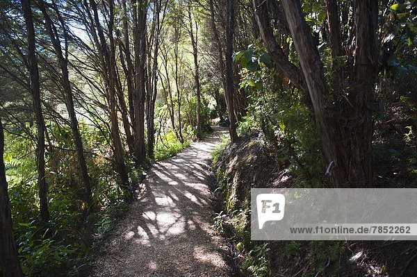 Paths in the rainforest surrounding Pupu Springs (Te Waikoropupu Springs)  Golden Bay  Tasman Region  South Island  New Zealand  Pacific