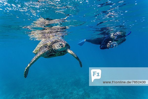 Green sea turtle (Chelonia mydas) underwater with snorkeler  Maui  Hawaii  United States of America  Pacific