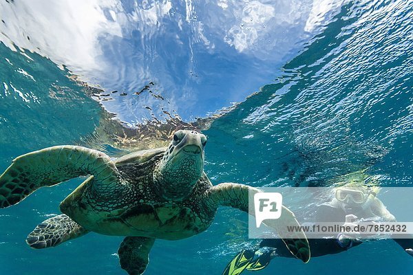 Wasserschildkröte Schildkröte grün Unterwasseraufnahme Pazifischer Ozean Pazifik Stiller Ozean Großer Ozean schnorcheln Schnorchler