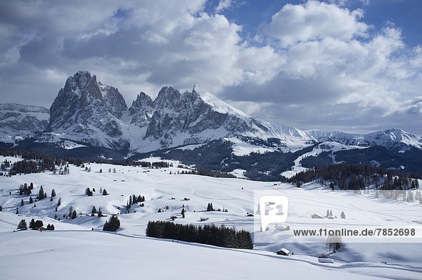 A snowy view of Sassolungo and Sassopiato Mountains behind the Alpe di Siusi ski area in the Dolomites  South Tyrol  Italy  Europe