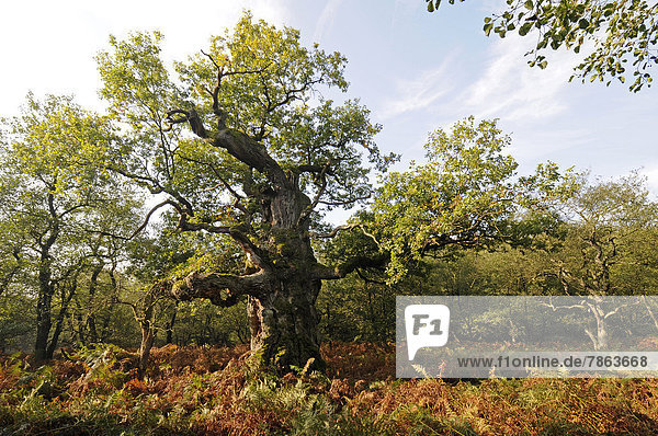 Alte Eiche und Adlerfarn im Reinhardswald  Hessen  Deutschland