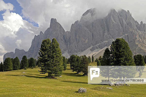 Zirbelkiefern und Geisler Alm  Dolomiten  Südtirol  Italien