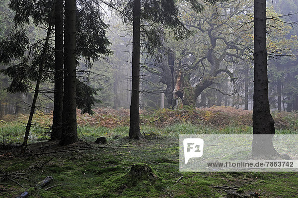 Alte Eiche im Nebel im Reinhardswald  Hessen  Deutschland