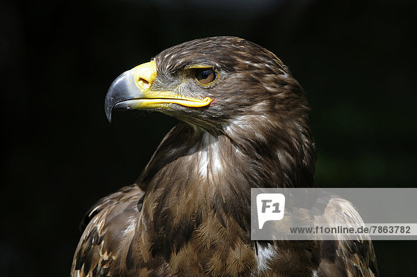 Steppenadler  close-up