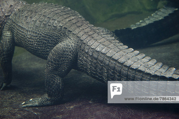 Unterwasseransicht von Alligator  beschnitten