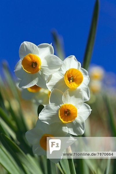 Narcissus flowers and blue sky  Chiba Prefecture