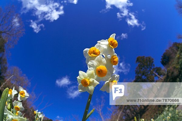 Narcissus flowers and blue sky  Chiba Prefecture