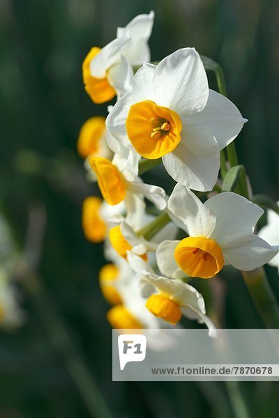 Narcissus flowers  Kanagawa Prefecture