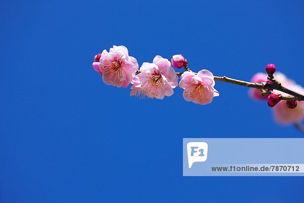 Plum flowers  Saitama Prefecture