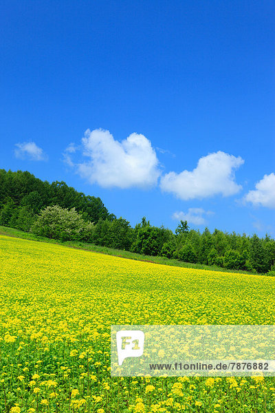 Wolke  Himmel  Feld  Hokkaido  Senf