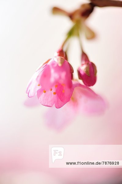 Kirschblüten