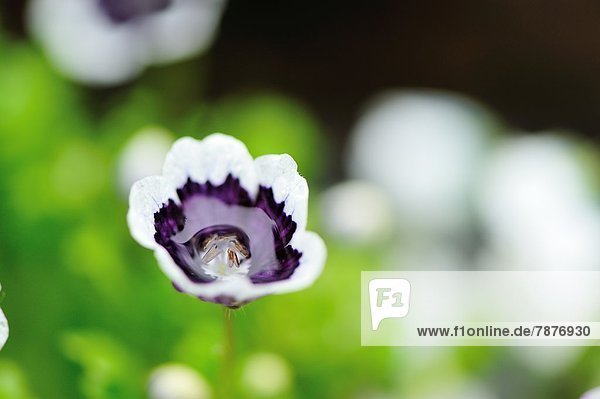 Nemophila