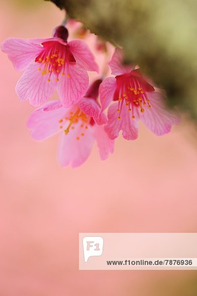 Kirschblüten
