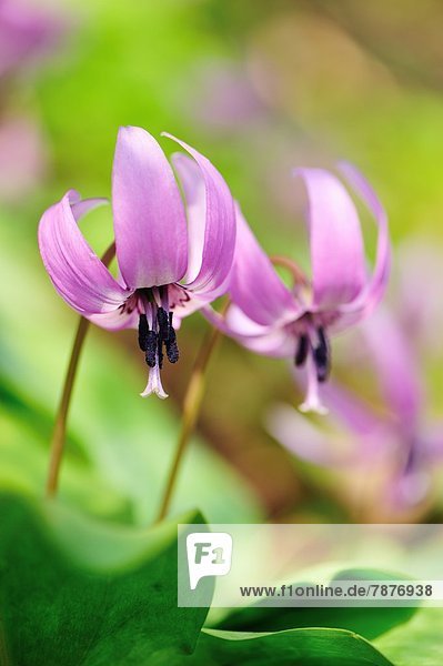 Veilchen  viola  Blume  Hund