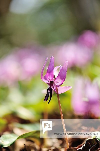 Veilchen  viola  Blume  Hund
