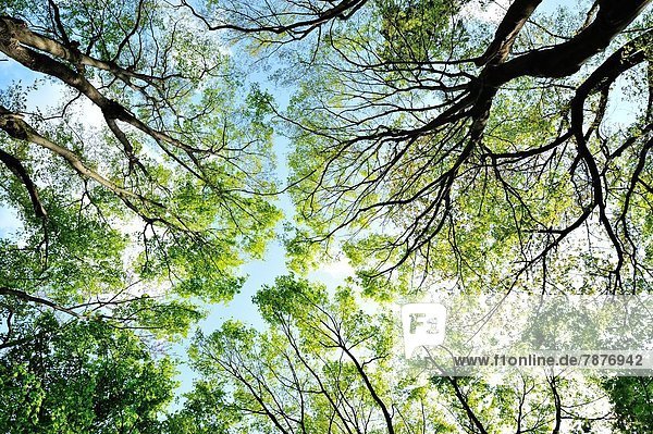 Baum  Laub