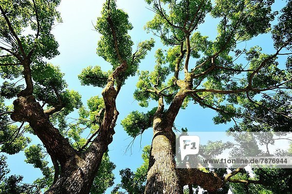 Baum  Laub