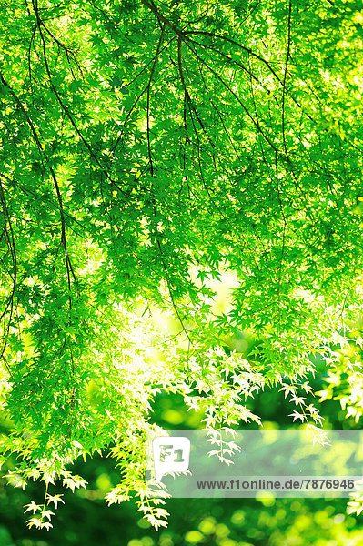 Baum  Laub