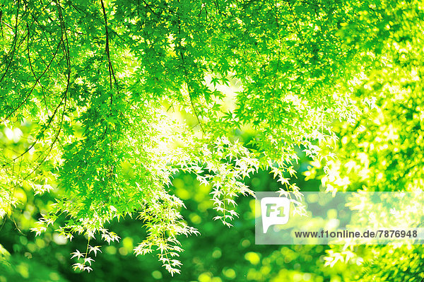 Baum  Laub