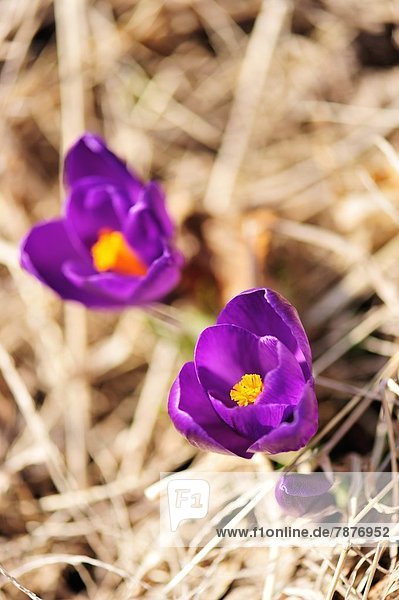 Crocus Blumen