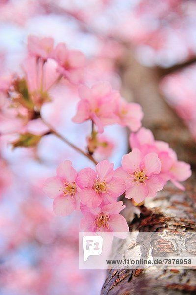 Kirschblüten