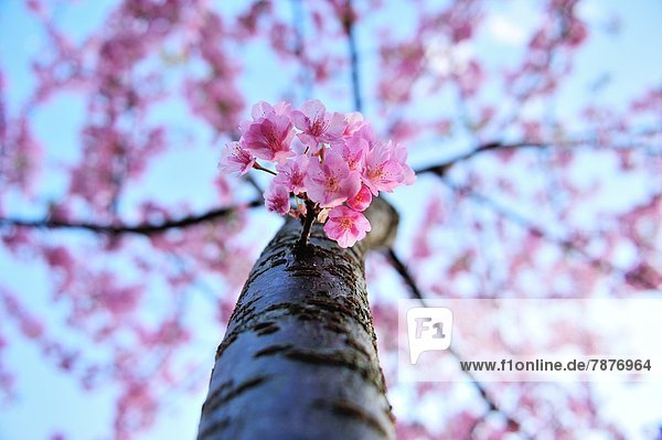 Kirschblüten
