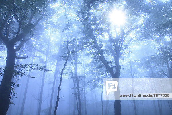 Morgen  Wald  Verpackung  Nebel  umwickelt