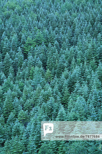 Conifer forest