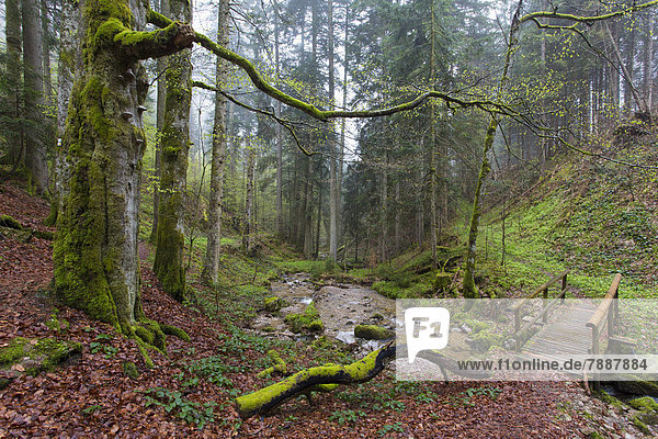 Schluchtensteig and Wehraschlucht  Black Forest  Baden-Wuerttemberg  Germany  Europe