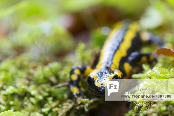 Feuersalamander,  Salamandra salamandra,  Wutachschlucht,  Baden-Württemberg,  Deutschland,  Europa
