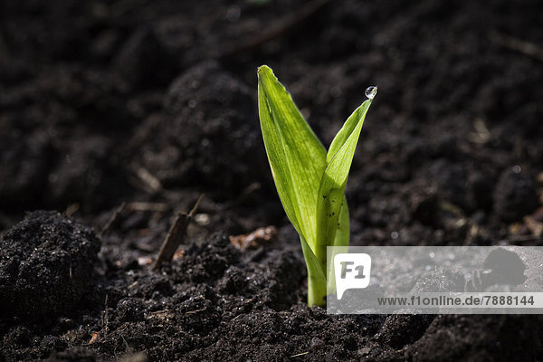 Keimling einer Maispflanze in der Erde