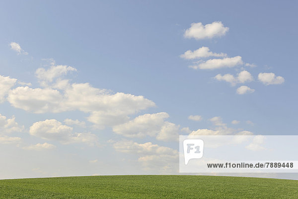 Grünes Feld  blauer Himmel mit Wolken