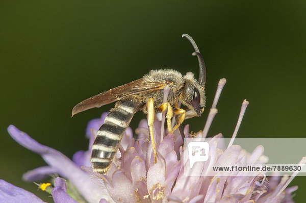 Gelbbinden-Furchenbiene (Halictus scabiosae) beim Nektarsammeln