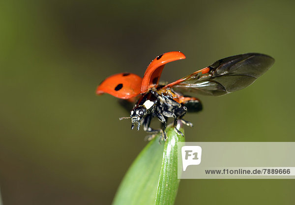 Europäischer Siebenpunkt-Marienkäfer (Coccinella septempunctata) beim Abflug