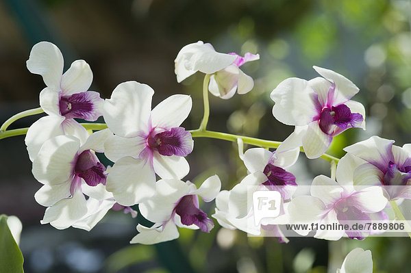 Orchideen-Blüten (Orchidaceae)